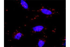 Image no. 1 for anti-Mitogen-Activated Protein Kinase Kinase 7 (MAP2K7) (AA 1-99) antibody (ABIN562438)