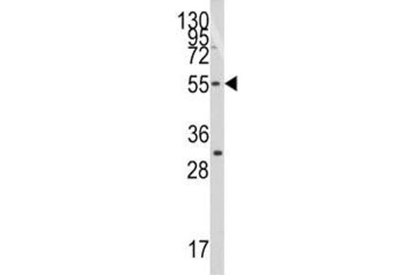 anti-Telomeric Repeat Binding Factor (NIMA-Interacting) 1 (TERF1) (AA 337-366) antibody