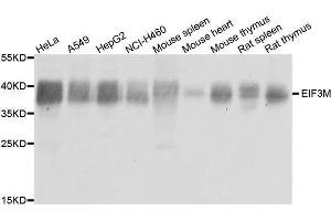 Image no. 1 for anti-Eukaryotic Translation Initiation Factor 3, Subunit M (EIF3M) antibody (ABIN1679694)