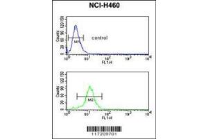 Image no. 1 for anti-Phosphatidic Acid Phosphatase Type 2C (PPAP2C) (AA 227-254), (C-Term) antibody (ABIN389300)