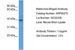 Image no. 2 for anti-beta-1,3-Glucuronyltransferase 2 (Glucuronosyltransferase S) (B3GAT2) (C-Term) antibody (ABIN2784123)