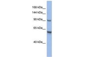 Image no. 1 for anti-CDKN1A Interacting Zinc Finger Protein 1 (CIZ1) (AA 719-768) antibody (ABIN6742457)