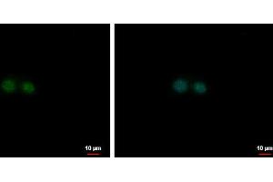 Image no. 3 for anti-Nuclear Factor (Erythroid-Derived 2), 45kDa (NFE2) (Center) antibody (ABIN2855460)