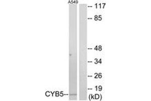 Image no. 1 for anti-Cytochrome b5 (CYTB5) (AA 61-110) antibody (ABIN1534433)