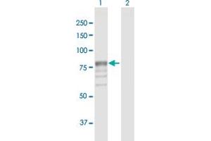 Western Blot analysis of GUSB expression in transfected 293T cell line by GUSB MaxPab polyclonal antibody.