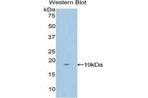 Image no. 1 for anti-NME/NM23 Nucleoside Diphosphate Kinase 4 (NME4) (AA 39-172) antibody (ABIN1860007)