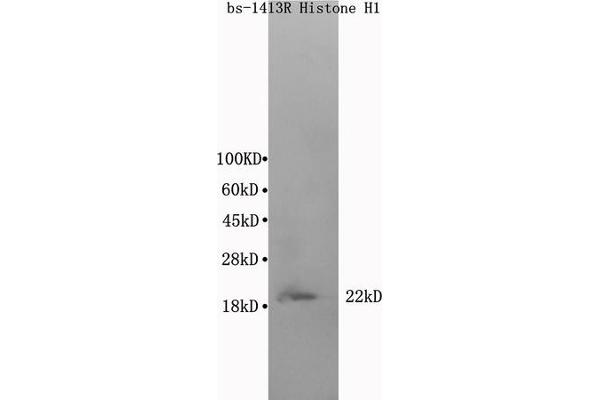 Histone Cluster 1, H1t (HIST1H1T) (AA 51-207) Antikörper