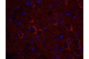 Image no. 3 for anti-Vesicle Transport through Interaction with t-SNAREs 1A (VTI1A) (AA 2-185) antibody (ABIN1742351)