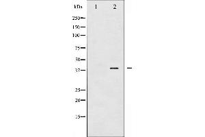 Image no. 5 for anti-Jun D Proto-Oncogene (JUND) (pSer255) antibody (ABIN6255135)