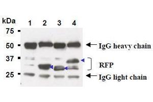 Image no. 1 for anti-Red Fluorescent Protein (RFP) antibody (Agarose Beads) (ABIN1449297)
