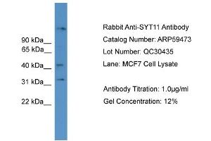 Image no. 2 for anti-Synaptotagmin XI (SYT11) (N-Term) antibody (ABIN2788082)