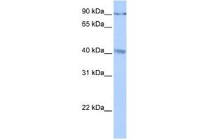 Image no. 1 for anti-Cation Channel, Sperm-Associated, gamma (CATSPERG) (C-Term) antibody (ABIN635477)