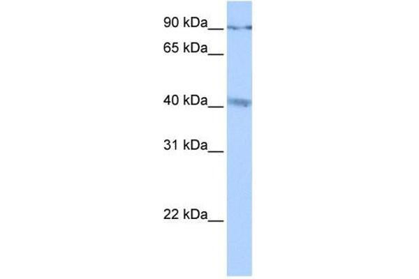 CATSPERG antibody  (C-Term)
