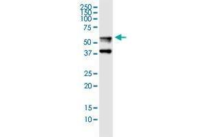 Image no. 2 for anti-Fibrinogen beta Chain (FGB) (AA 392-491) antibody (ABIN2565528)