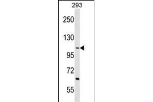 TEX2 Antibody (Center) (ABIN1538508 and ABIN2849444) western blot analysis in 293 cell line lysates (35 μg/lane).
