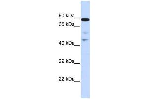 Image no. 1 for anti-RAD54-Like (RAD54L) (N-Term) antibody (ABIN2775186)