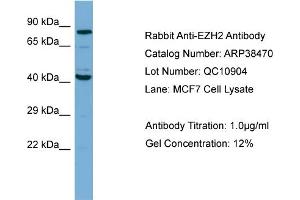 Image no. 1 for anti-Enhancer of Zeste Homolog 2 (EZH2) (N-Term) antibody (ABIN2780595)