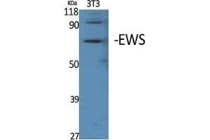 Image no. 3 for anti-Ewing Sarcoma Breakpoint Region 1 (EWSR1) (Internal Region) antibody (ABIN3184565)
