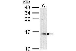 anti-Glia Maturation Factor, beta (GMFB) (full length) antibody