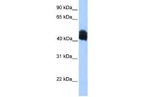 Image no. 1 for anti-MyoD Family Inhibitor Domain Containing (MDFIC) (N-Term) antibody (ABIN928478)