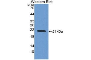 Image no. 1 for anti-Coagulation Factor II (thrombin) (F2) (AA 44-198) antibody (ABIN1077941)