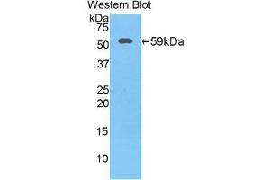 Image no. 1 for anti-Hydroxysteroid (17-Beta) Dehydrogenase 12 (HSD17B12) (AA 11-291) antibody (ABIN1859204)