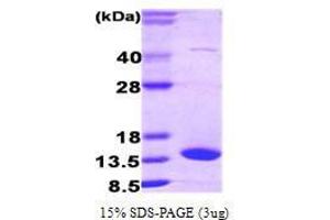 Fatty Acid Binding Protein 7, Brain (FABP7) (AA 1-132) protein