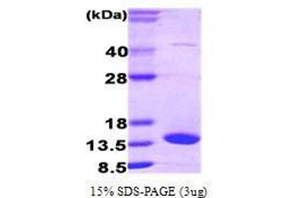 Fatty Acid Binding Protein 7, Brain (FABP7) (AA 1-132) protein