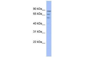 Image no. 1 for anti-TRM1 tRNA Methyltransferase 1-Like (TRMT1L) (Middle Region) antibody (ABIN927839)