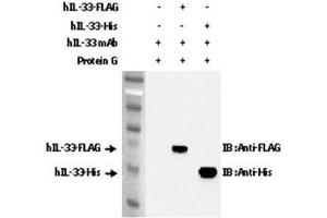 Image no. 4 for anti-Interleukin 33 (IL33) antibody (ABIN1169172)