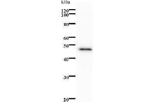 Image no. 1 for anti-B Double Prime 1, Subunit of RNA Polymerase III Transcription Initiation Factor IIIB (BDP1) antibody (ABIN931198)