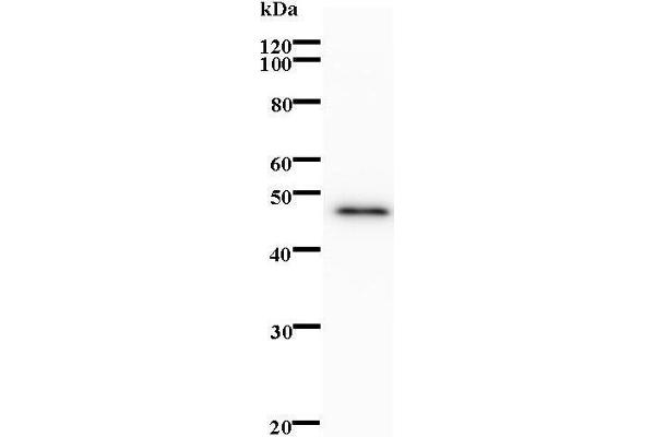 anti-B Double Prime 1, Subunit of RNA Polymerase III Transcription Initiation Factor IIIB (BDP1) antibody