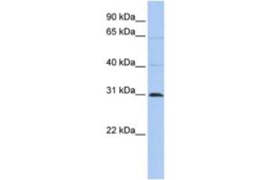 Image no. 1 for anti-Chromosome 10 Open Reading Frame 184 (C1ORF184) antibody (ABIN2463919)
