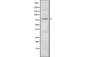 anti-Solute Carrier Family 26, Member 5 (Prestin) (SLC26A5) (Internal Region) antibody
