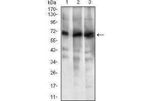 Image no. 3 for anti-ATP-Binding Cassette, Sub-Family G (WHITE), Member 5 (ABCG5) (AA 306-367) antibody (ABIN1724857)