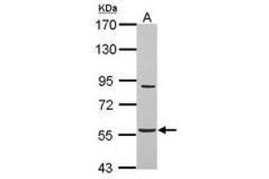 Image no. 2 for anti-Abhydrolase Domain Containing 16A (ABHD16A) (AA 14-261) antibody (ABIN1496390)