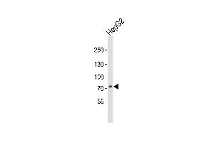 Image no. 5 for anti-Proprotein Convertase Subtilisin/kexin Type 9 (PCSK9) (AA 479-508), (C-Term) antibody (ABIN391505)
