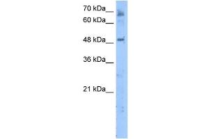 Image no. 1 for anti-Membrane Bound O-Acyltransferase Domain Containing 7 (MBOAT7) (C-Term) antibody (ABIN630475)