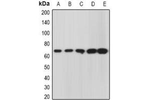 Image no. 1 for anti-Golgi Reassembly Stacking Protein 1, 65kDa (GORASP1) (full length) antibody (ABIN6043494)