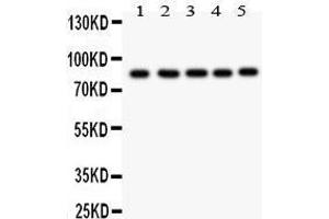 Image no. 1 for anti-Forkhead Box M1 (FOXM1) (AA 411-763) antibody (ABIN3042402)