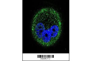 Image no. 1 for anti-Mitogen-Activated Protein Kinase 15 (MAPK15) antibody (ABIN659038)