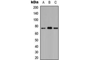 Image no. 1 for anti-Ataxin 7-Like 2 (ATXN7L2) (Center) antibody (ABIN2705524)