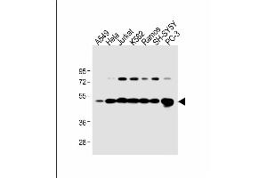 Image no. 8 for anti-Calreticulin (CALR) (AA 277-305) antibody (ABIN390885)