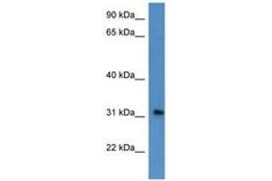 Image no. 1 for anti-Rhophilin Associated Tail Protein 1-Like (ROPN1L) (AA 44-93) antibody (ABIN6746855)