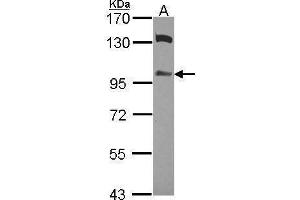 WB Image Sample (30 ug of whole cell lysate) A: A549 7.