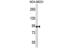 Image no. 1 for anti-POU Class 6 Homeobox 2 (POU6F2) (AA 33-61), (N-Term) antibody (ABIN954262)