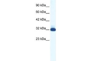 Image no. 1 for anti-Serotonin Receptor 1B (HTR1B) (N-Term) antibody (ABIN926037)