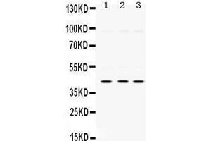 Image no. 3 for anti-Mitogen-Activated Protein Kinase 13 (MAPK13) (AA 332-365), (C-Term) antibody (ABIN3043610)
