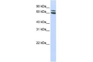 Image no. 1 for anti-Zinc Finger and BTB Domain Containing 48 (ZBTB48) (Middle Region) antibody (ABIN2787513)