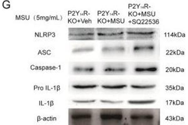 anti-NLR Family, Pyrin Domain Containing 3 (NLRP3) (AA 15-120) antibody